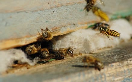 Wespen zorgen in Nederland in de zomermaanden voor veel overlast. Slechts 1 kleine opening is voldoende om wespennesten te krijgen.